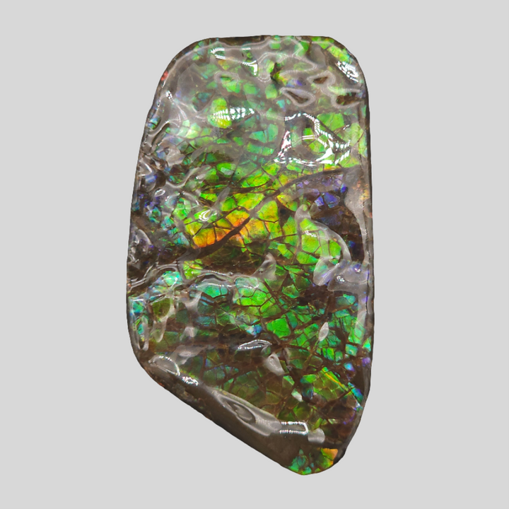 2" Ammolite Placenticeras meeki Ammonite Freeform Specimen - Alberta, Canada