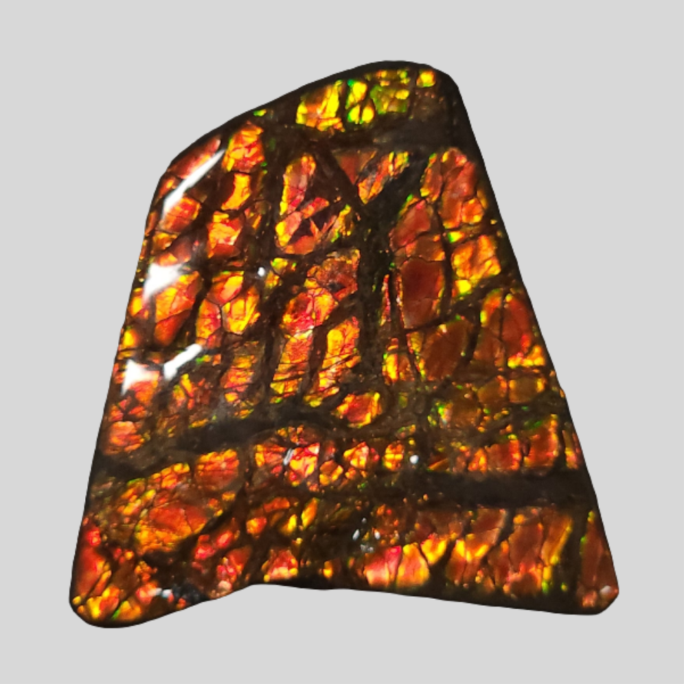 2" Ammolite Placenticeras meeki Ammonite Freeform Specimen - Alberta, Canada