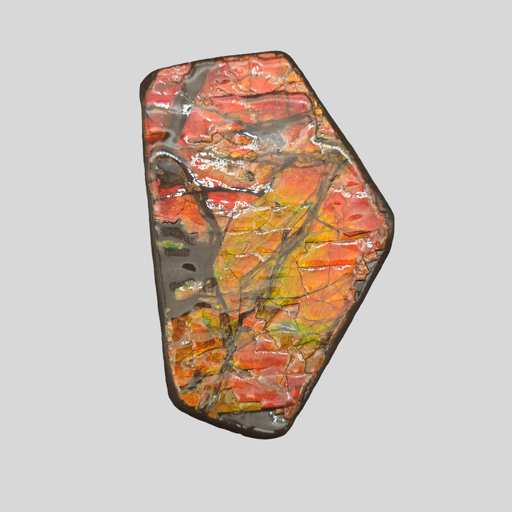 2.3" Ammolite Placenticeras meeki Ammonite Freeform Specimen - Alberta, Canada