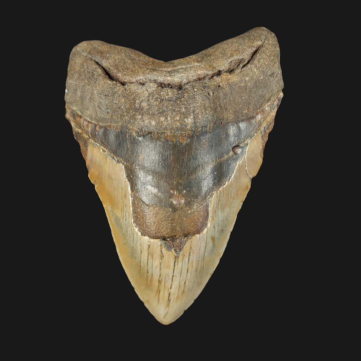 Huge 5.73" Megalodon Tooth | North Carolina