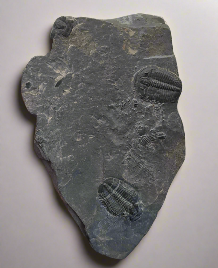 Large Complete and Large Molt Elrathia kingii Fossil Trilobite | Wheeler Shale Formation, Delta Utah