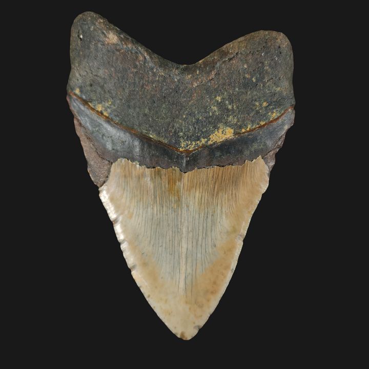 Huge 5.73" Megalodon Tooth | North Carolina