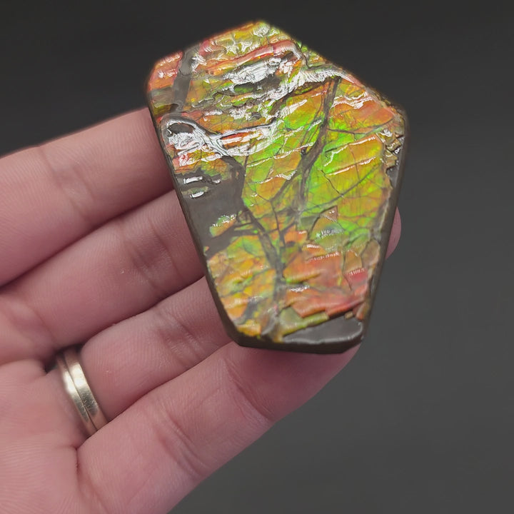 2.3" Ammolite Placenticeras meeki Ammonite Freeform Specimen - Alberta, Canada