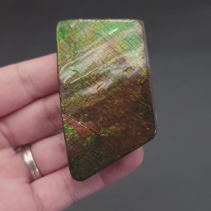 2.7" Ammolite Placenticeras meeki Ammonite Freeform Specimen - Alberta, Canada