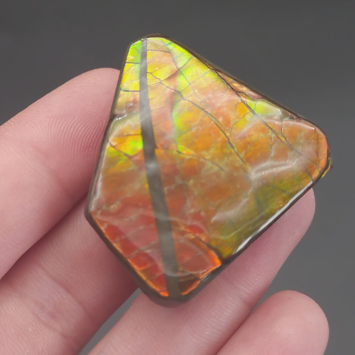 1.6" Ammolite Placenticeras meeki Ammonite Freeform Specimen - Alberta, Canada
