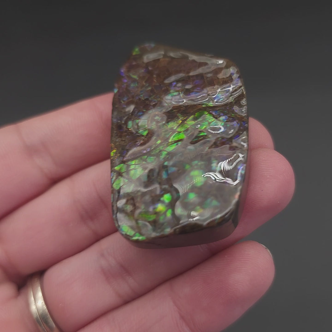 2" Ammolite Placenticeras meeki Ammonite Freeform Specimen - Alberta, Canada