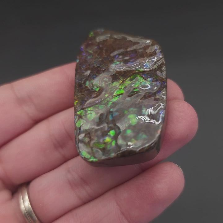 2" Ammolite Placenticeras meeki Ammonite Freeform Specimen - Alberta, Canada