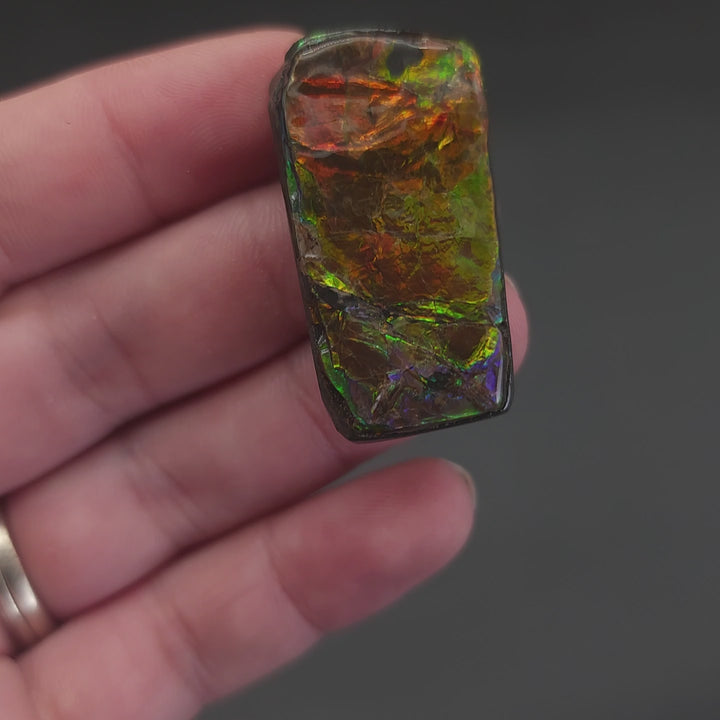 1.4" Ammolite Placenticeras meeki Ammonite Freeform Specimen - Alberta, Canada