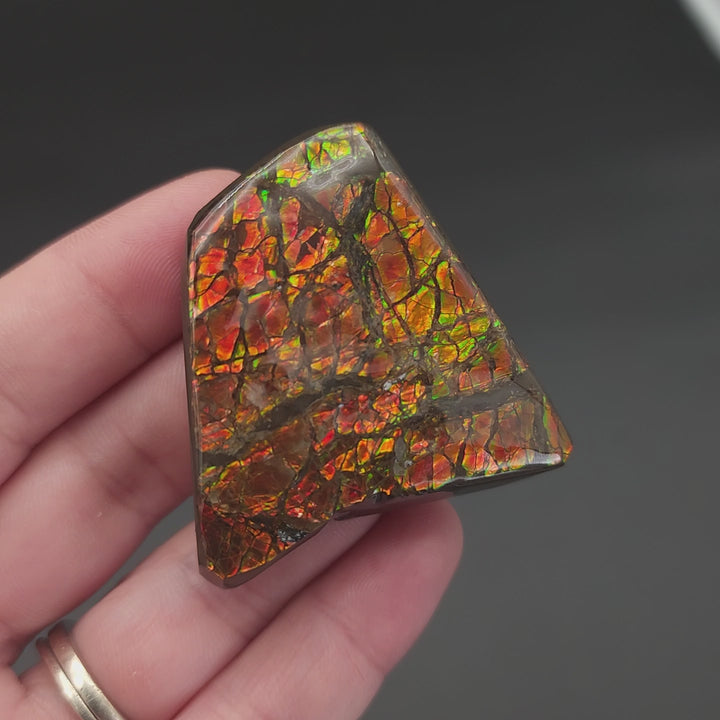 2" Ammolite Placenticeras meeki Ammonite Freeform Specimen - Alberta, Canada