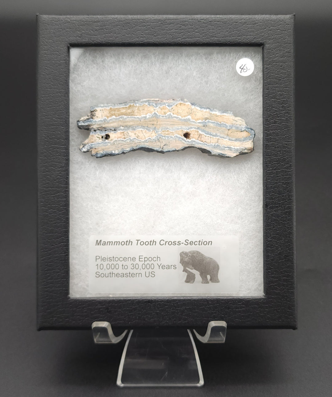 Mammoth Tooth Cross-Section cut specimen in mounted display box