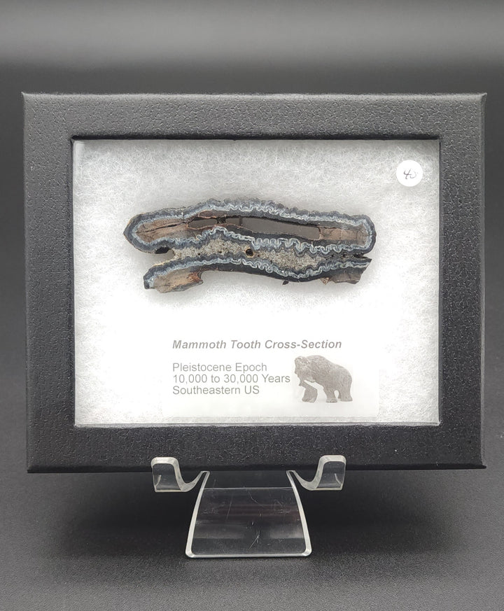 Mammoth Tooth Cross-Section cut specimen in mounted display box