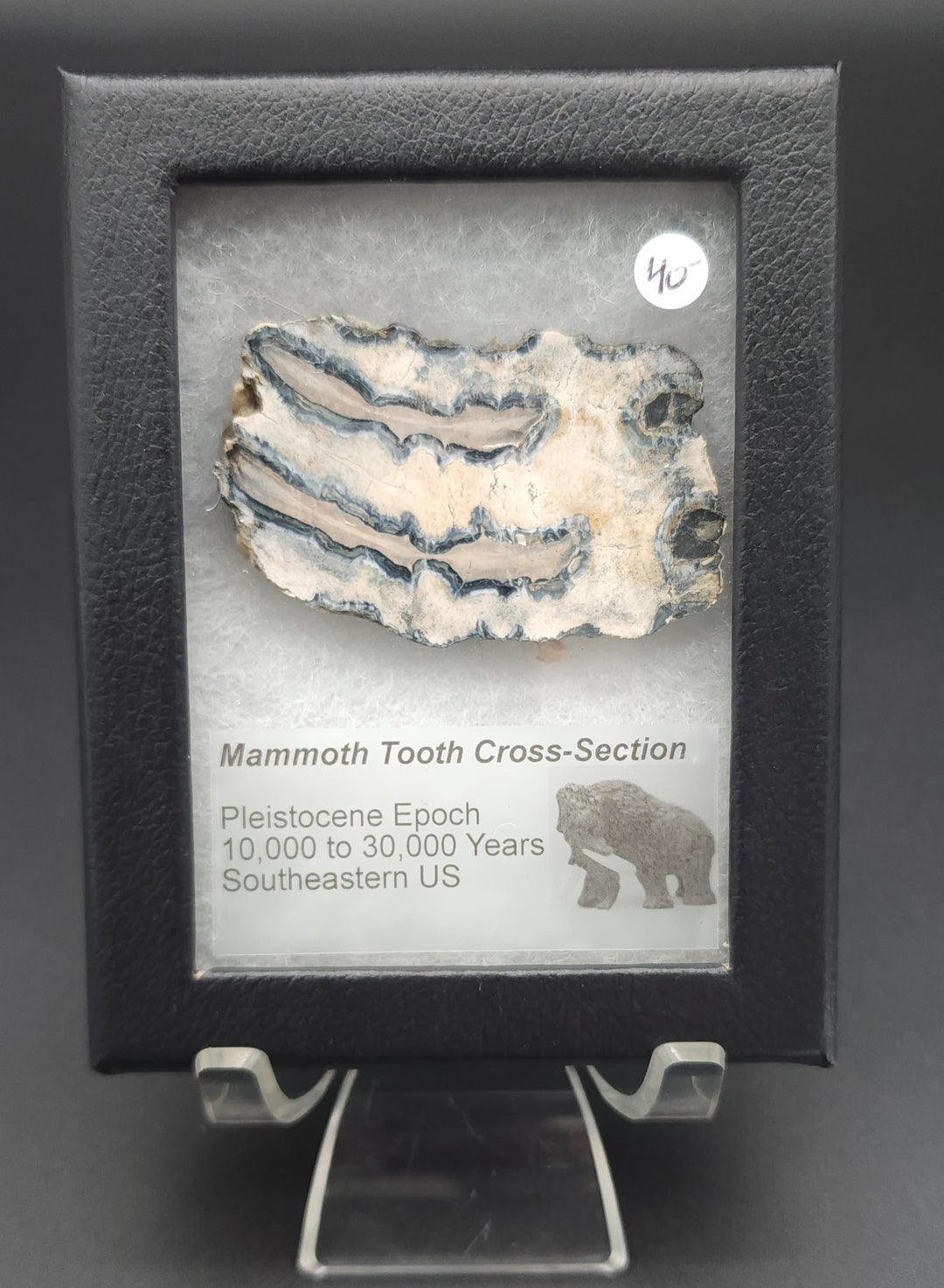 Mammoth Tooth Cross-Section cut specimen in mounted display box