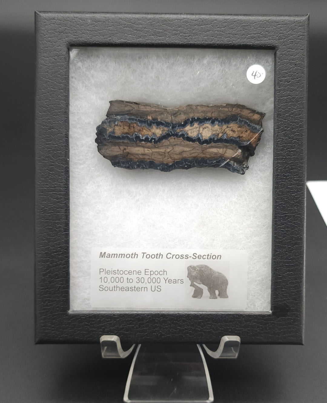 Mammoth Tooth Cross-Section cut specimen in mounted display box