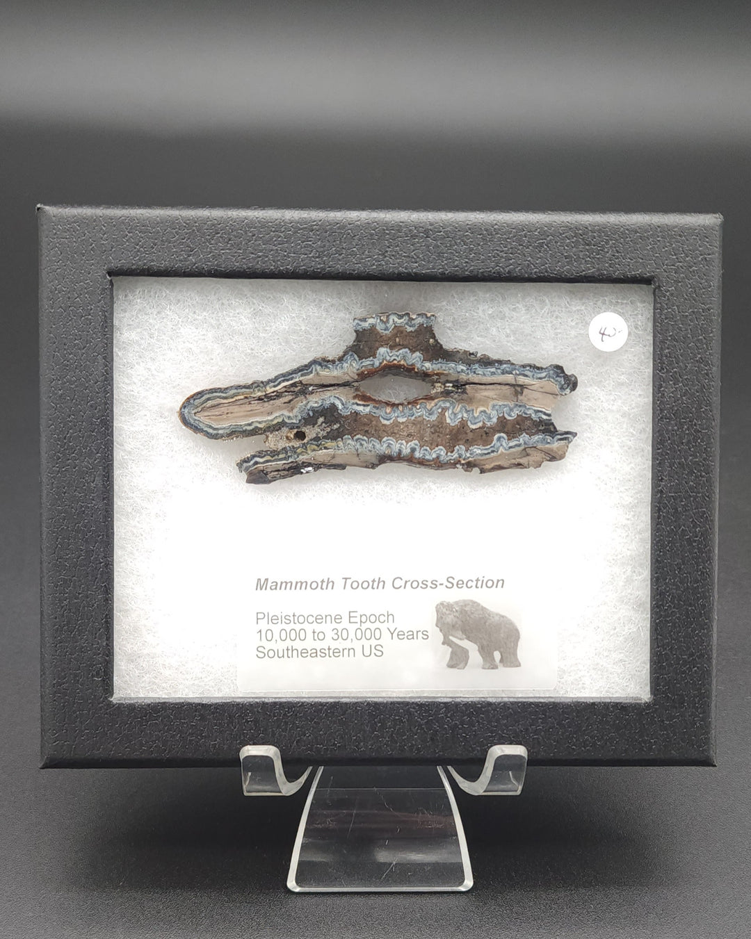 Mammoth Tooth Cross-Section cut specimen in mounted display box