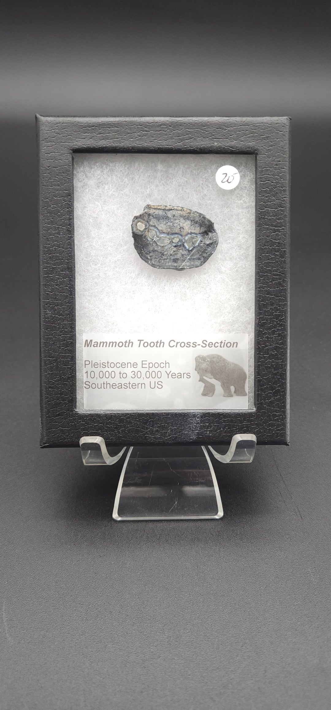 Mammoth Tooth Cross-Section cut specimen in mounted display box