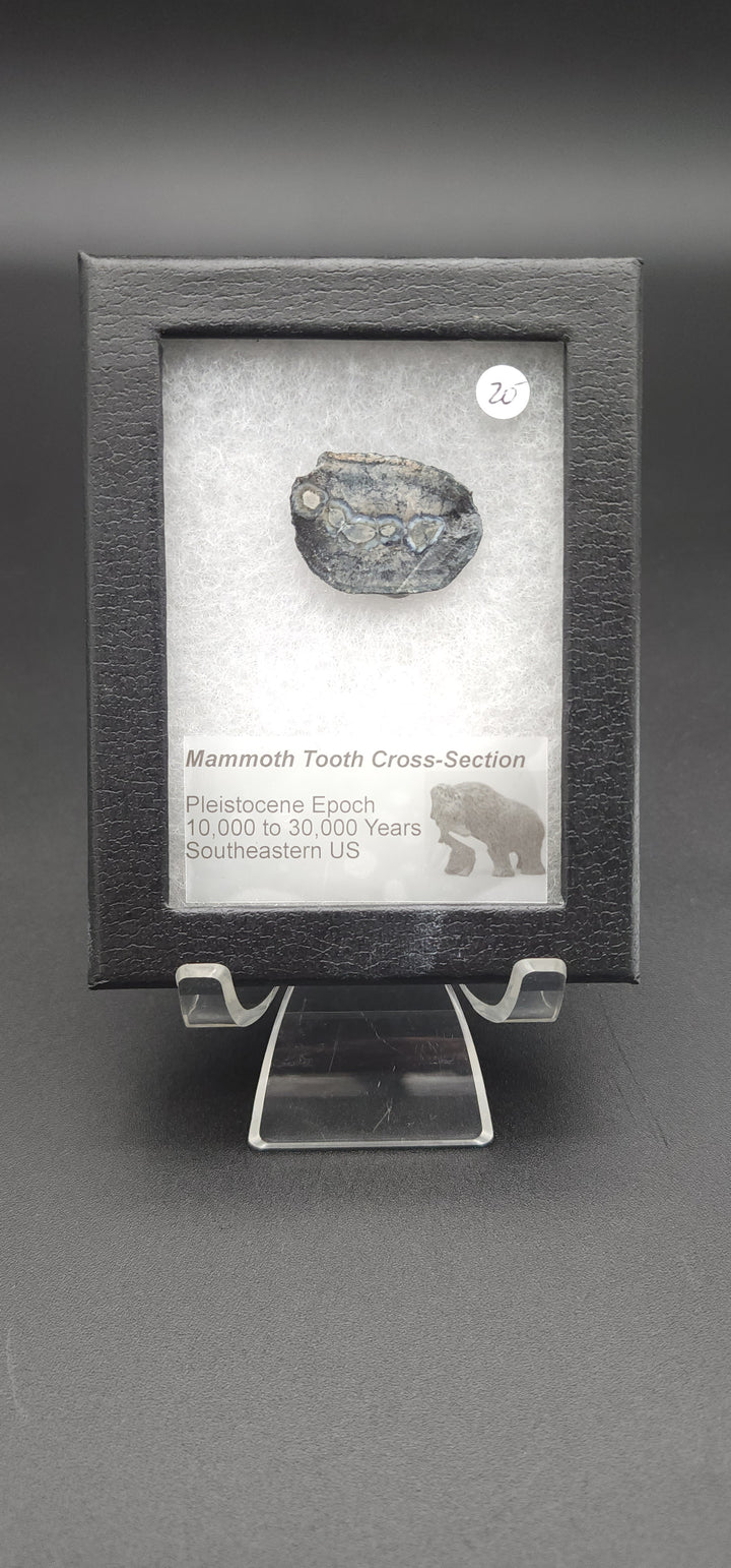 Mammoth Tooth Cross-Section cut specimen in mounted display box