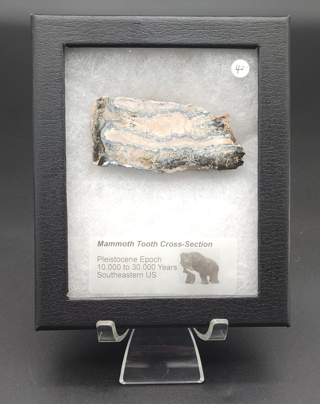 Mammoth Tooth Cross-Section cut specimen in mounted display box