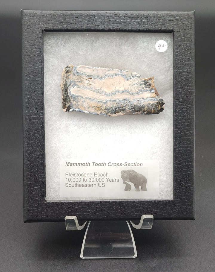 Mammoth Tooth Cross-Section cut specimen in mounted display box
