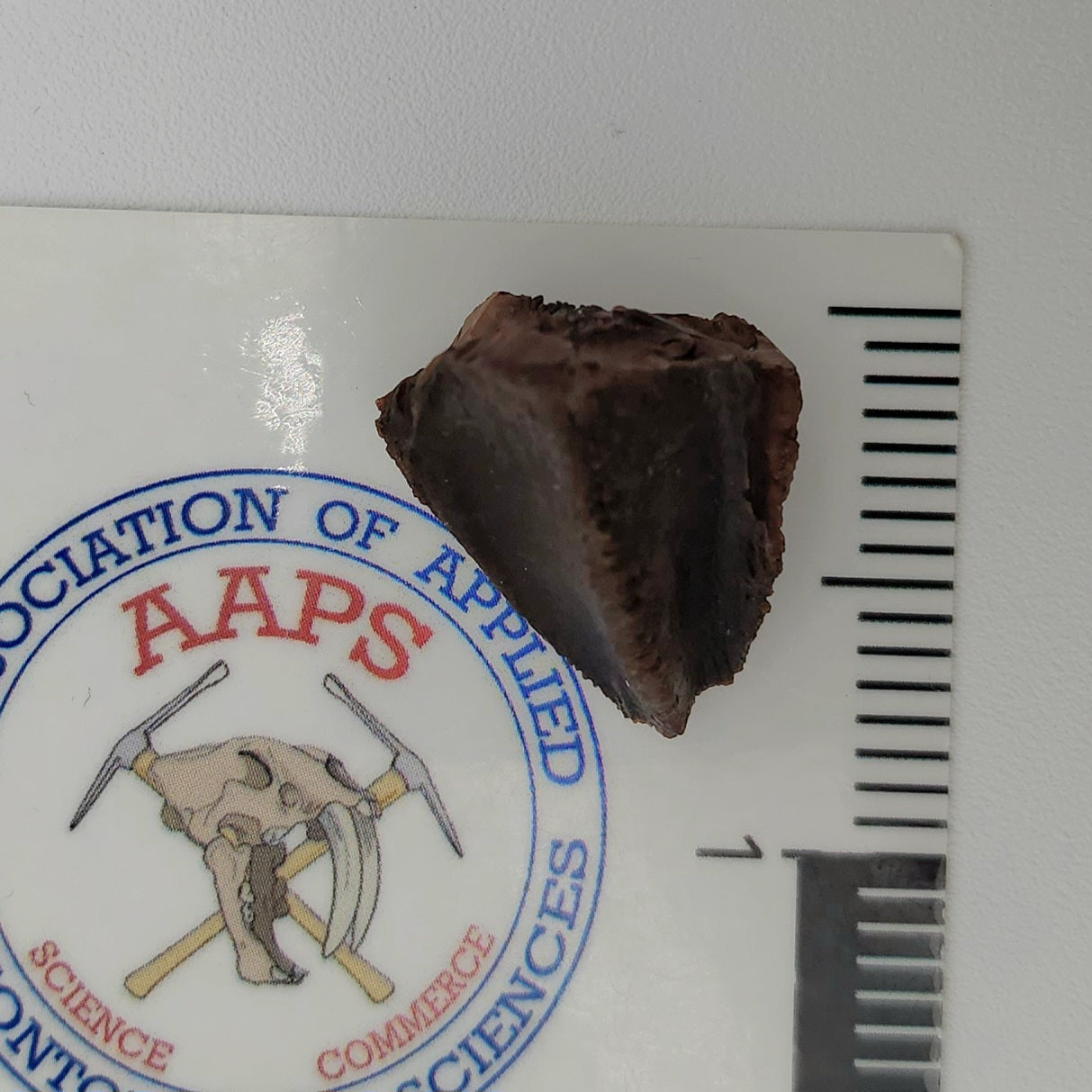Triceratops Tooth - Hell Creek Formation