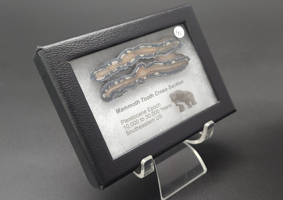 Mammoth Tooth Cross-Section cut specimen in mounted display box