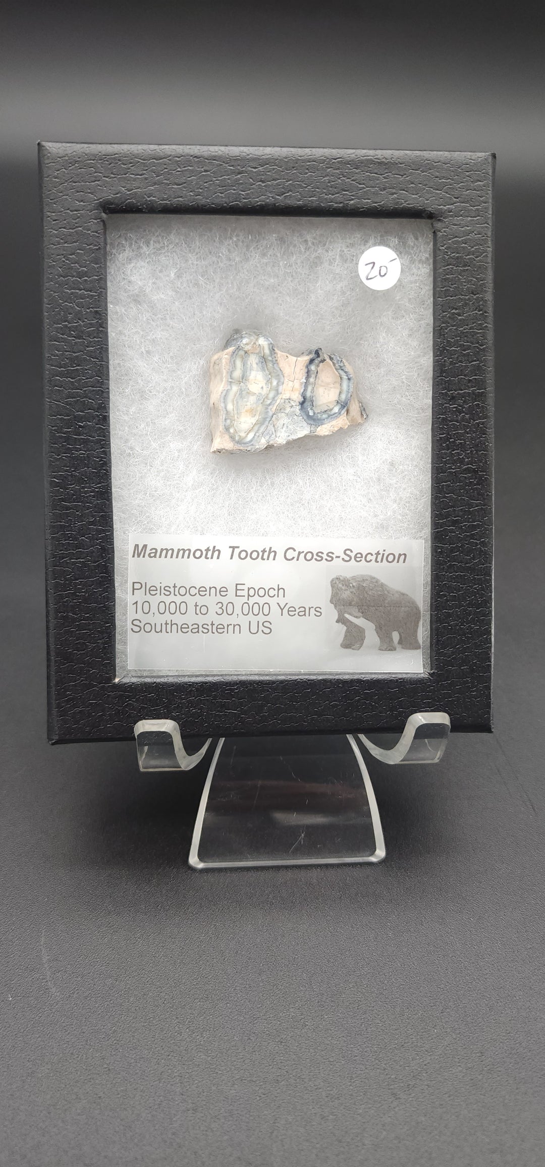 Mammoth Tooth Cross-Section cut specimen in mounted display box