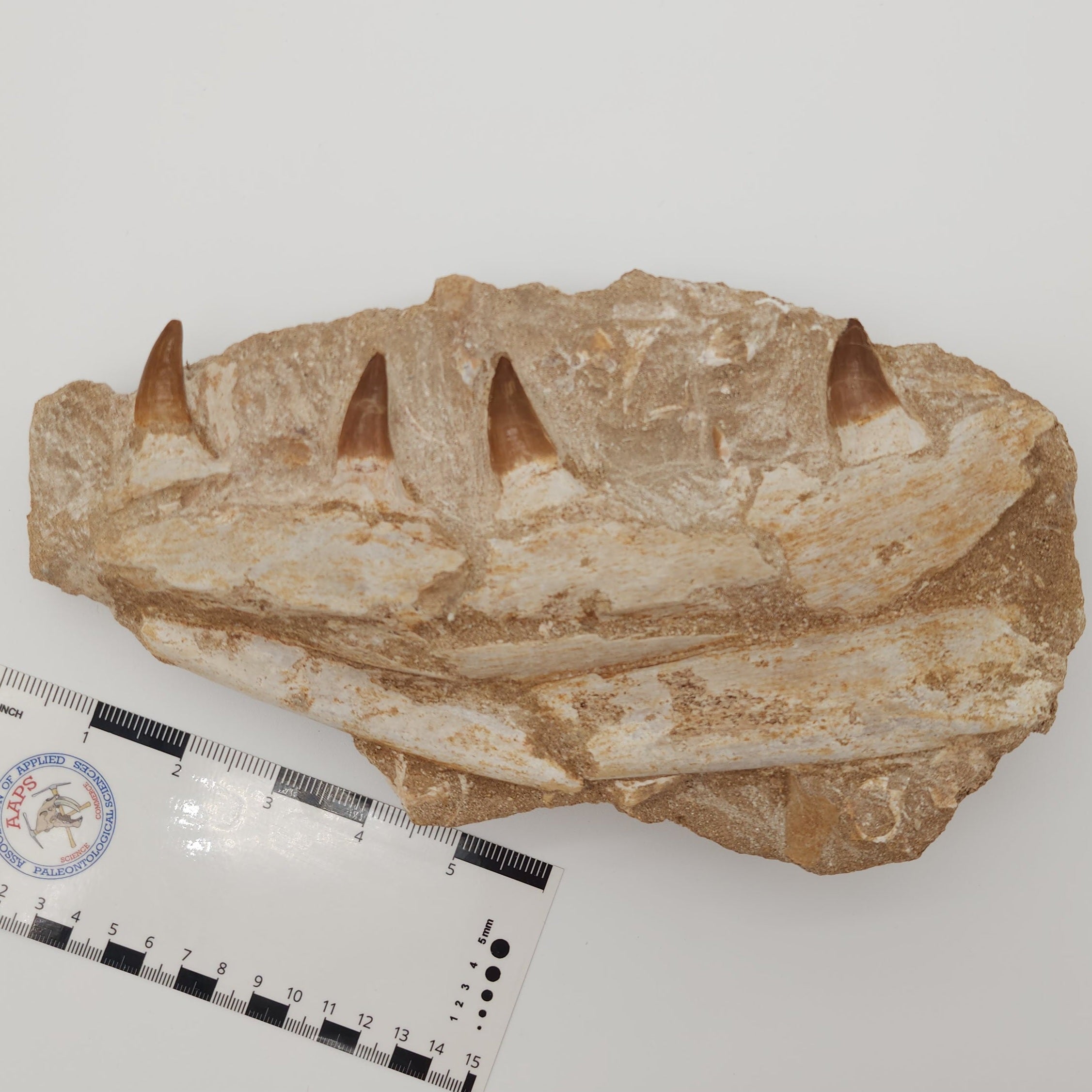 Prognathodon Mosasaur Jaw Section
