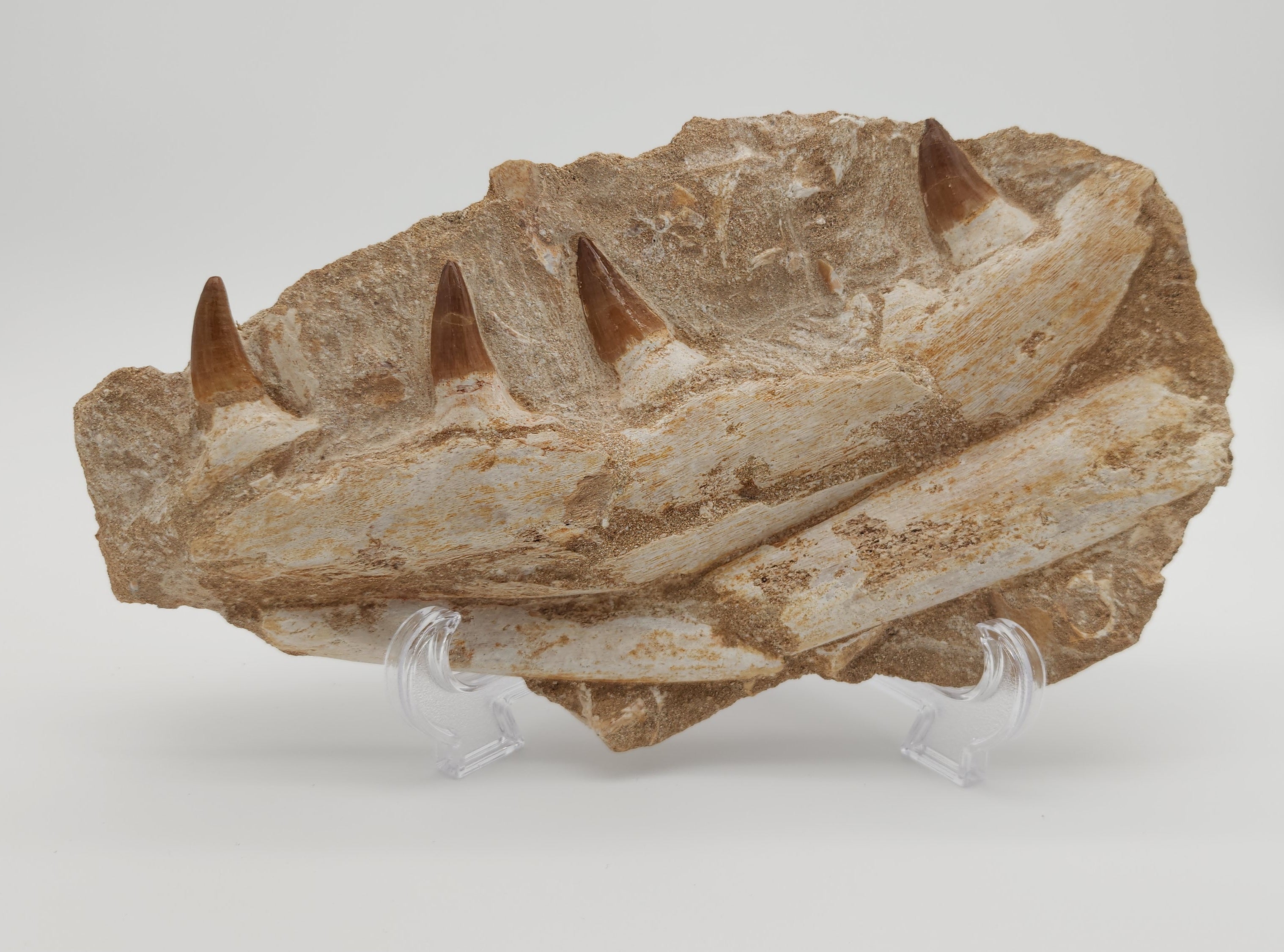 Prognathodon Mosasaur Jaw Section