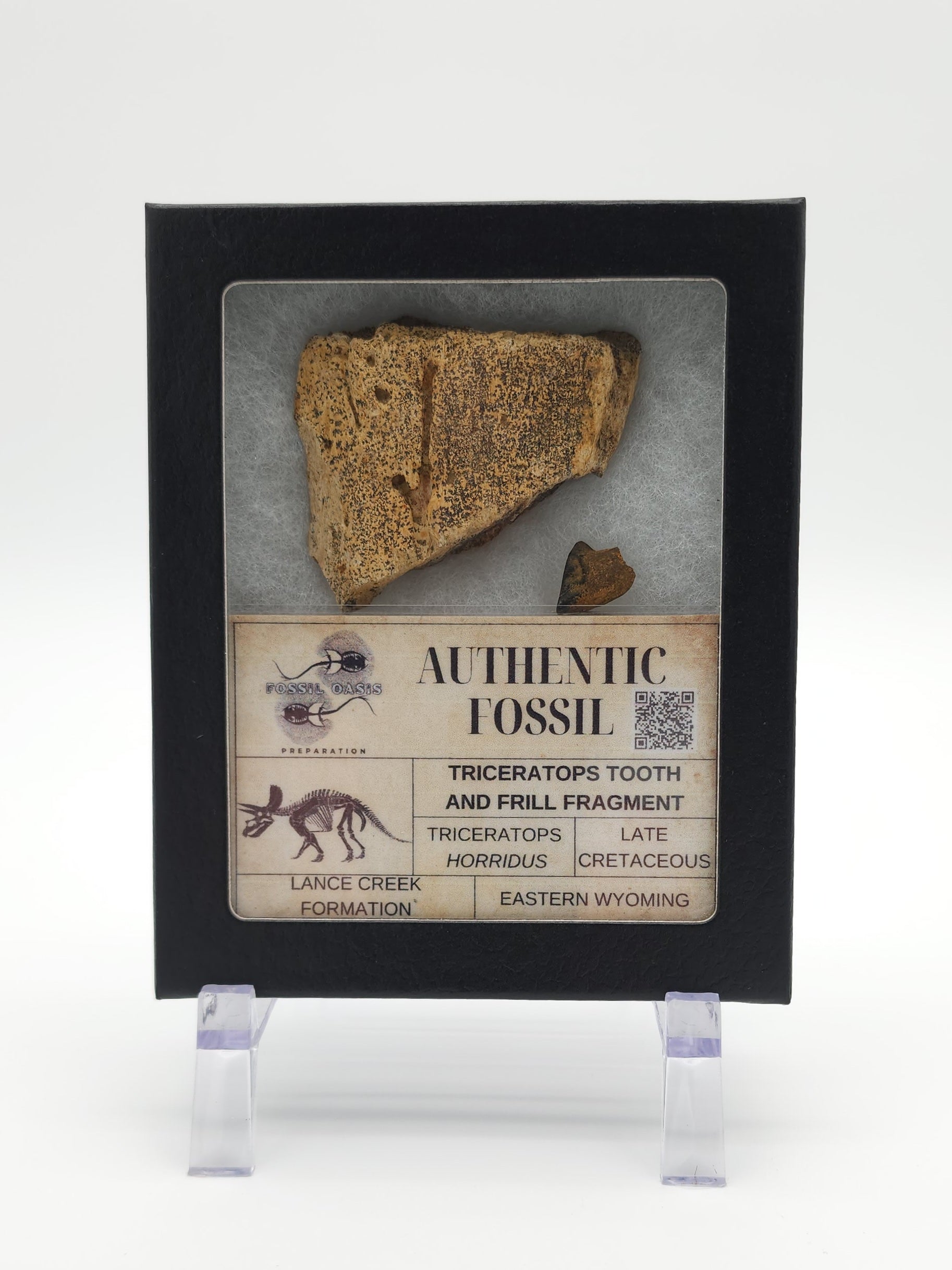 Triceratops Tooth & Frill Box Set