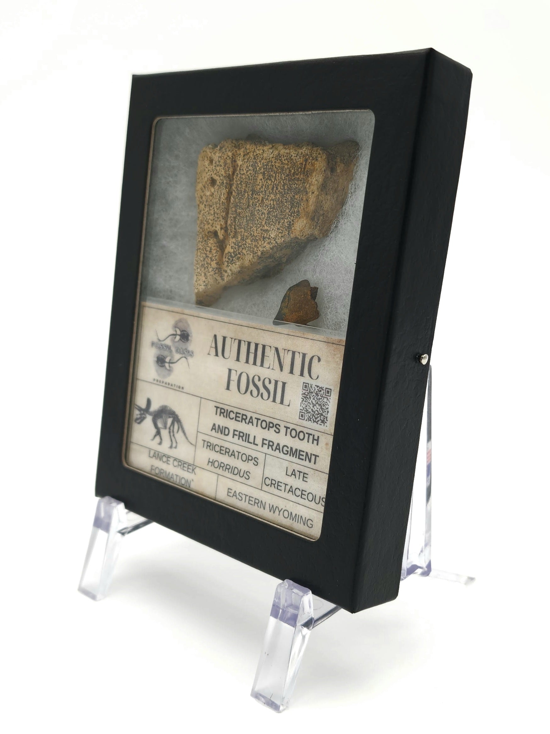 Triceratops Tooth & Frill Box Set
